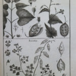 PANCKOUCKE-EM-pl4-150x150.jpg