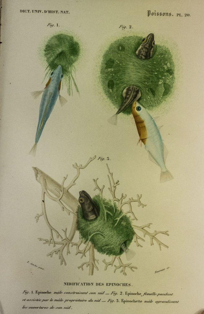 Dictionnaire universel d'histoire naturelle - Le Dicopathe