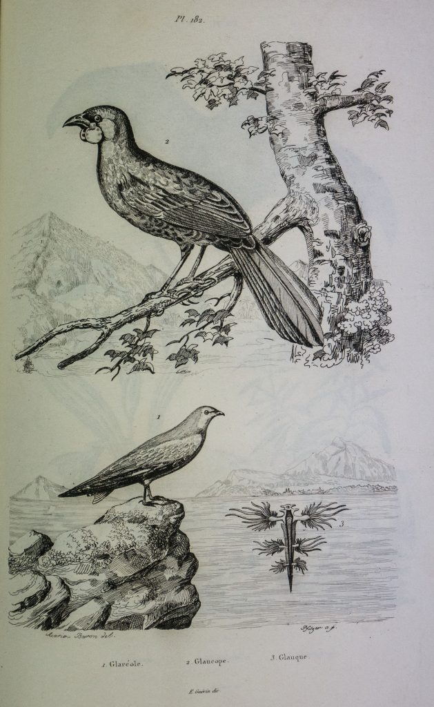 Dictionnaire De Zoologie - Histoire Naturelle En Anglais, édition 1802, Belle Reliure Ancienne